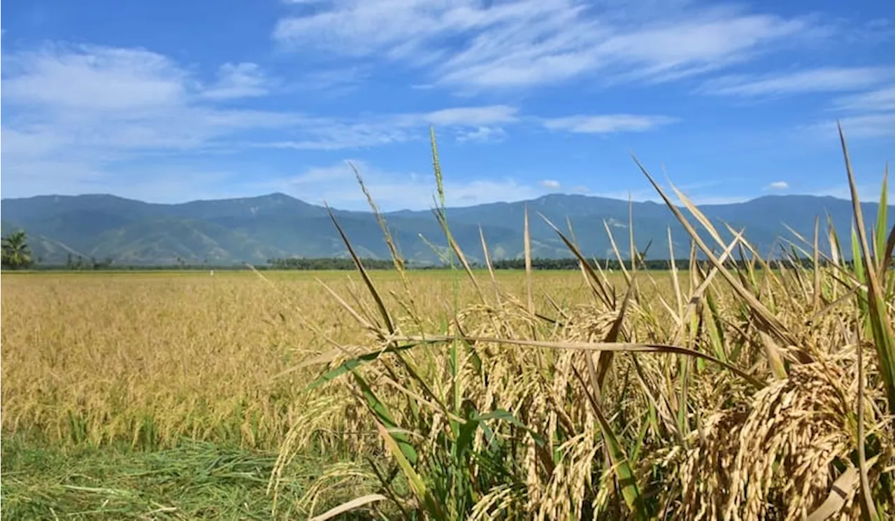 Deflasi Beras di Tengah El Nino, Produksi November 2024 Tercatat Melebihi Harapan