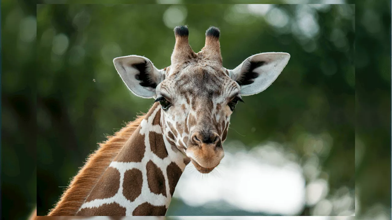 San Antonio Zoo Welcomes One-Year-Old Giraffe Named Waffles