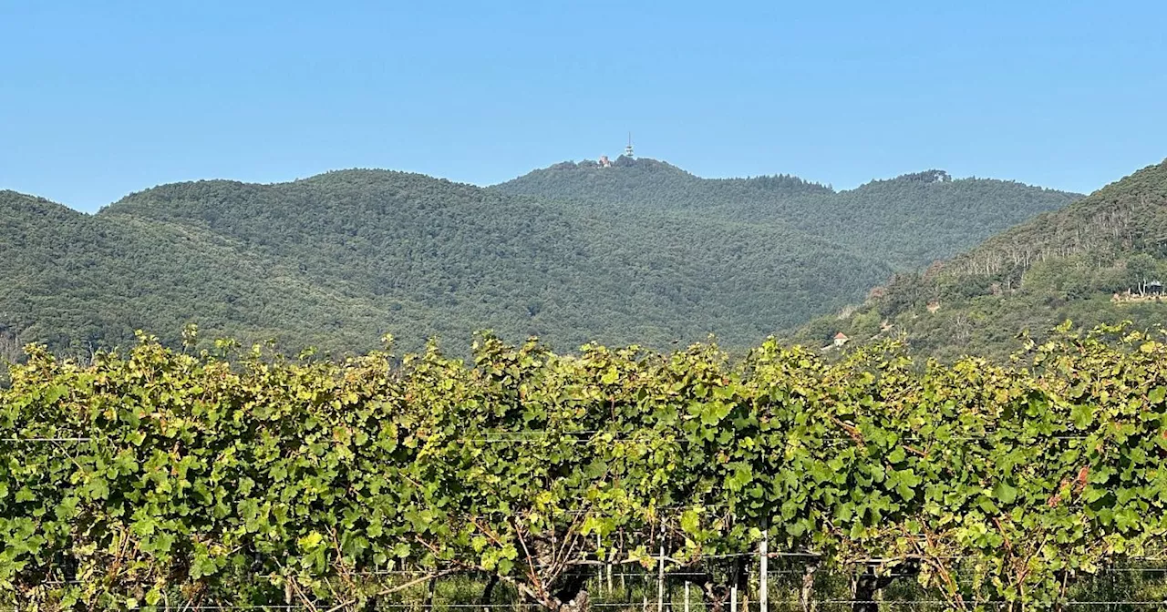 Berg im Pfälzerwald wächst - auf dem Papier