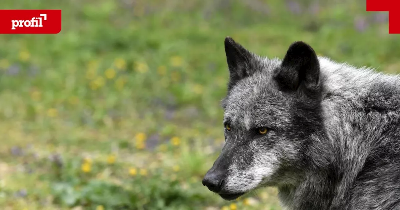 Der Schutzstatus des Wolfes wird in der Berner Konvention gesenkt