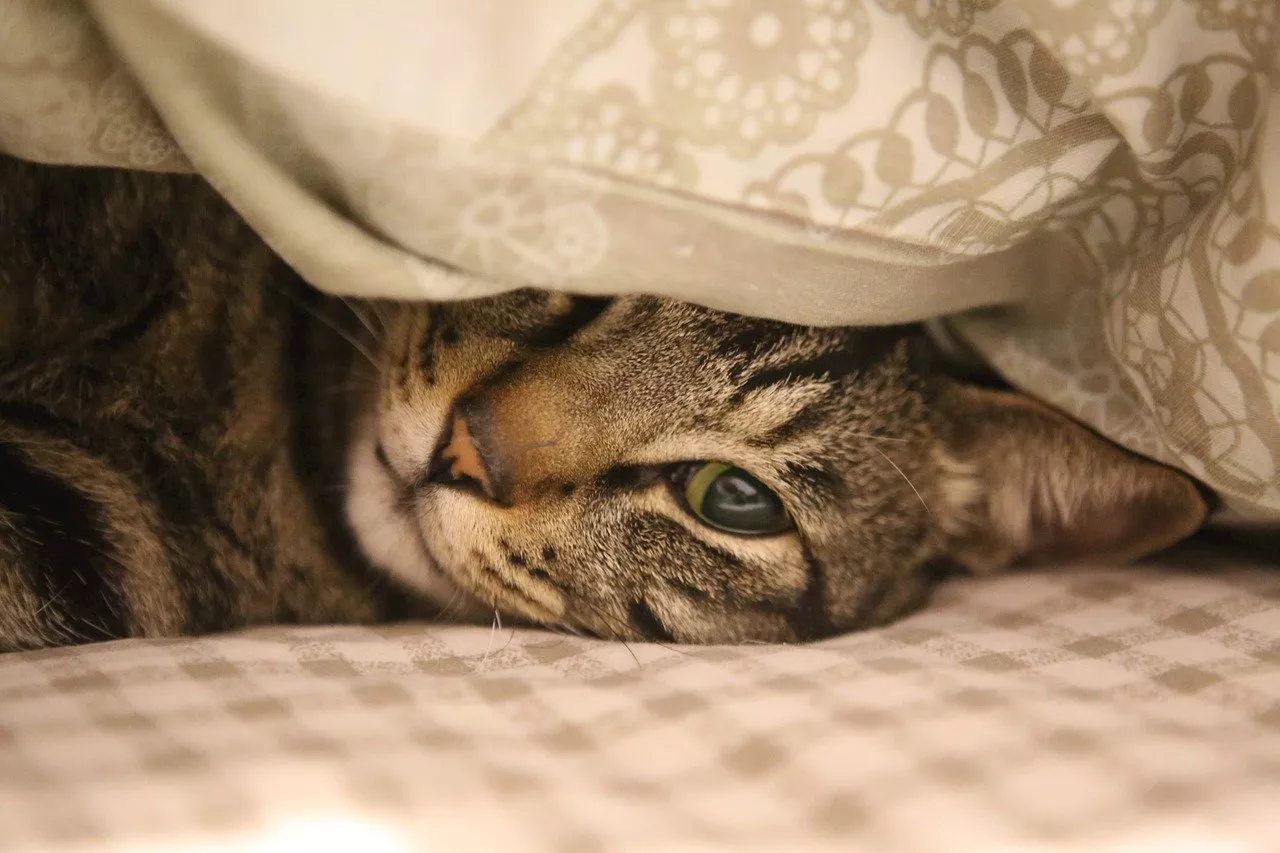 Cómo hacer camas calientes para gatos con materiales caseros