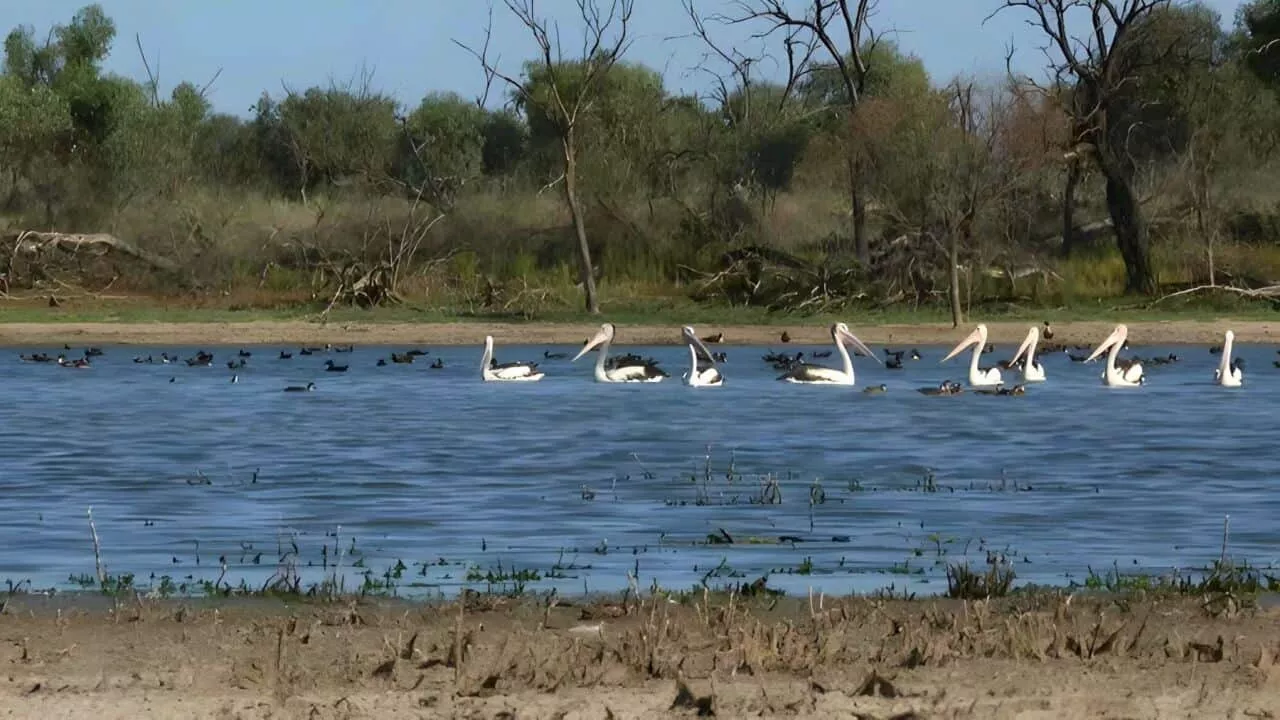 Australia's 'beating heart' - the Murray Darling Basin - is declining in health