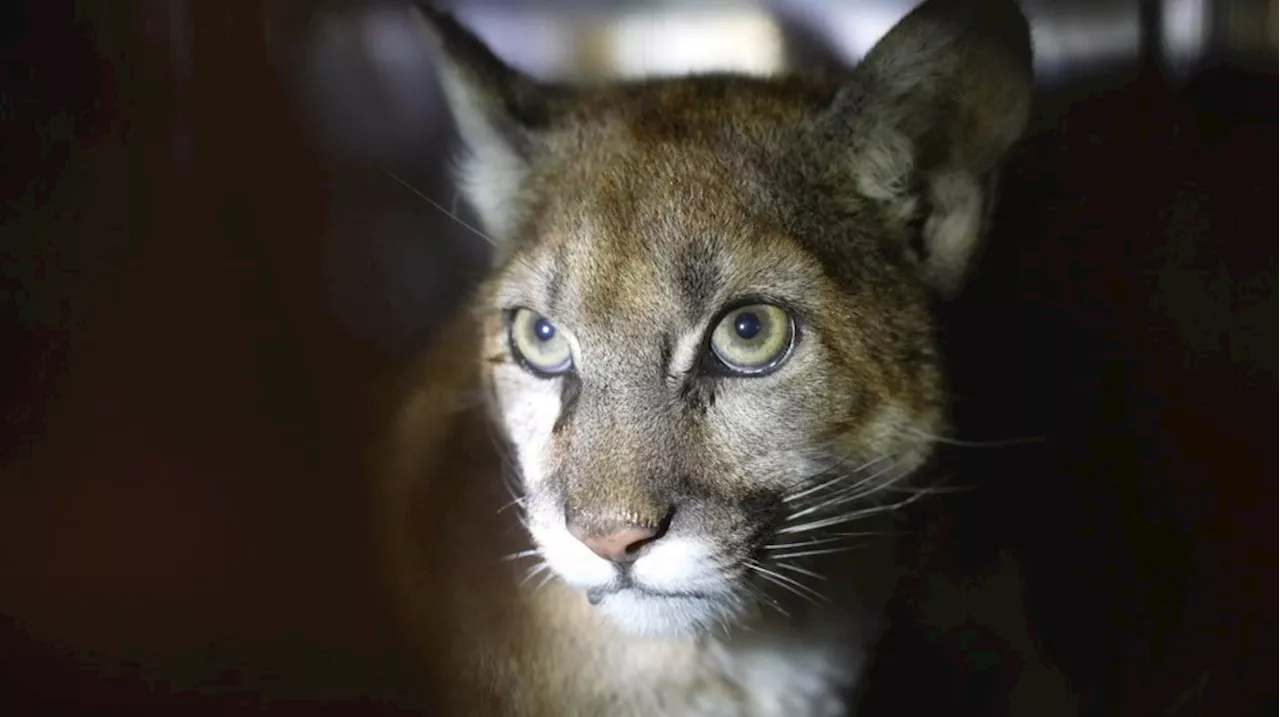 San Diego Humane Society helps injured female mountain lion return to wild