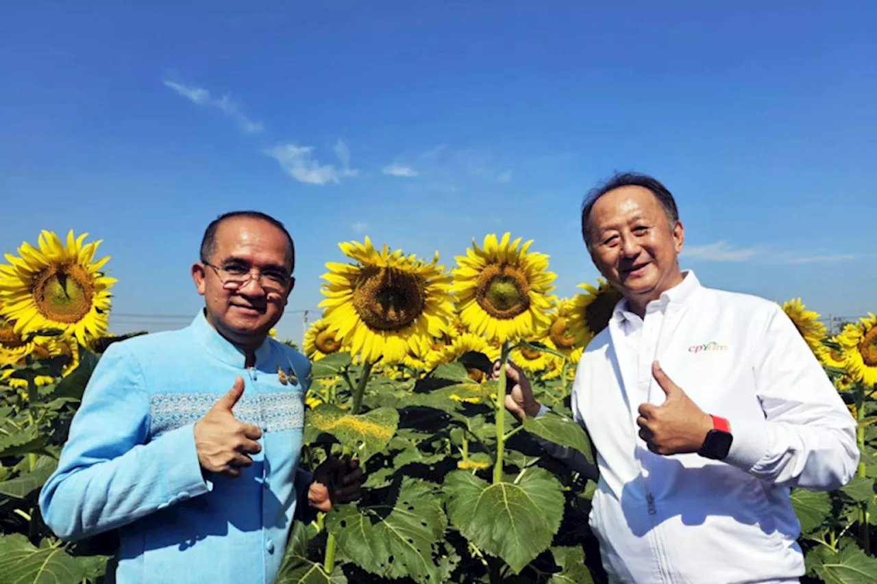 เปิดทุ่งชวนสัมผัส!! “ทานตะวันบานสะพรั่งทั่วระแหง ครั้งที่ 5” แหล่งท่องเที่ยวธรรมชาติใกล้กรุง