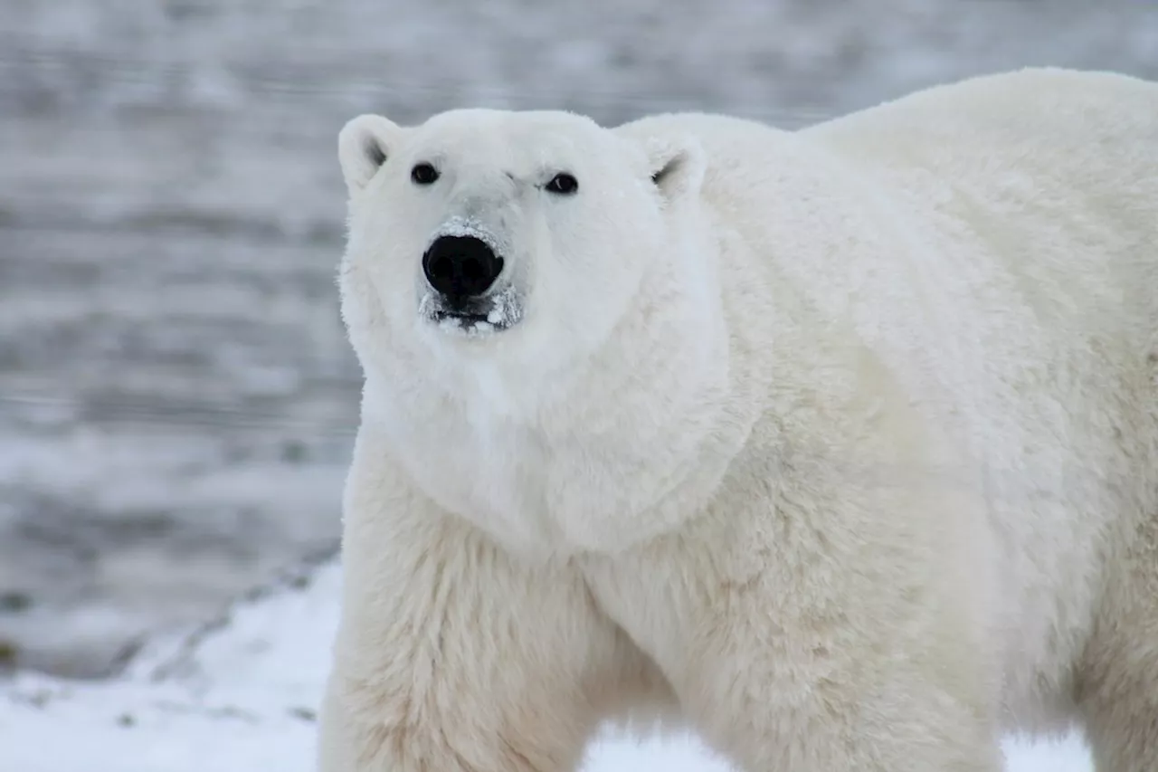 Man Seriously Injured Protecting Wife from Polar Bear Attack