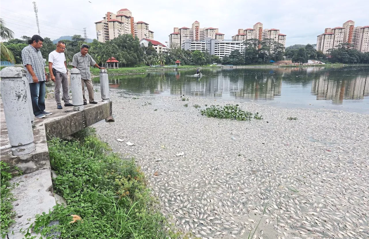 Rotting fish at KL lake raises health concerns