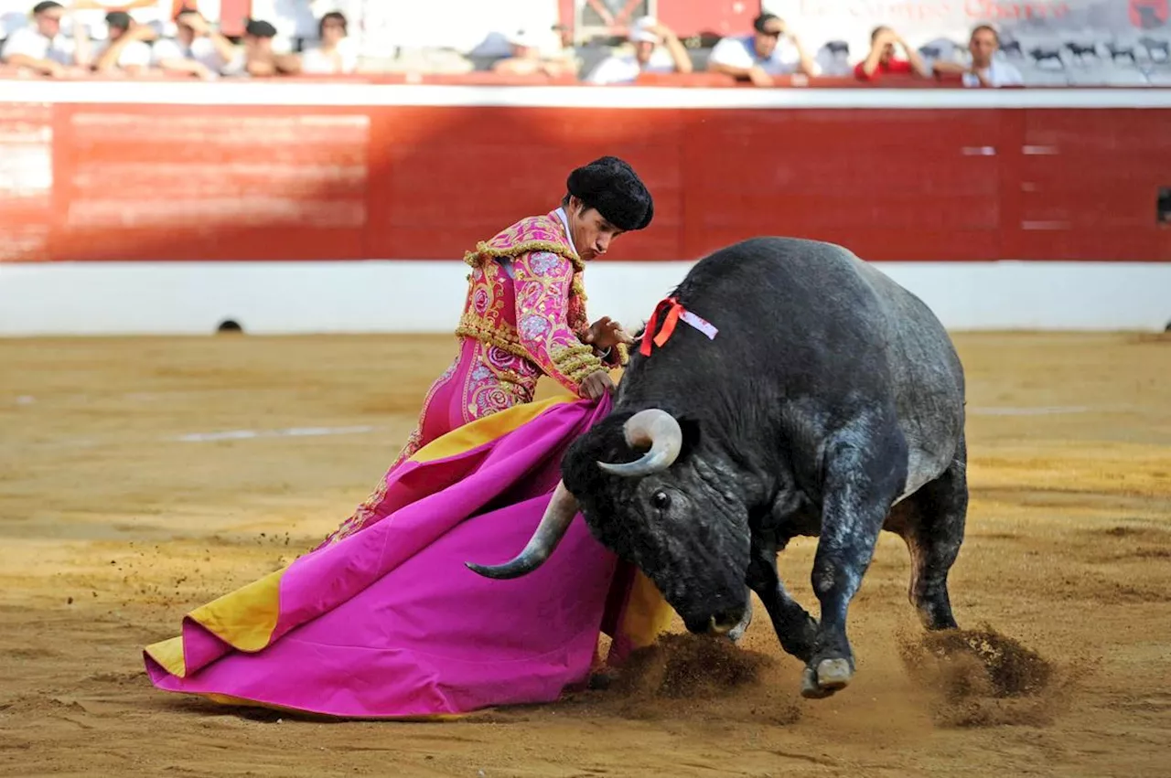  Corridas des Fêtes de la Madeleine 2025 : des élevages qui ont tout « pour faire une grande feria »