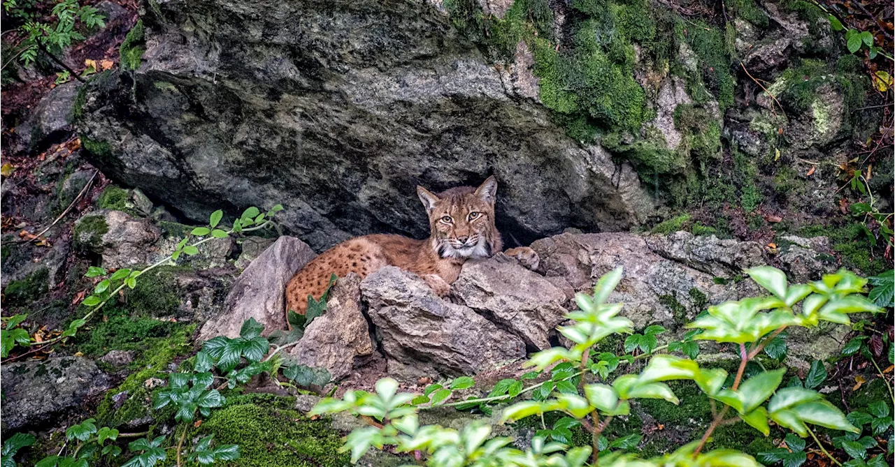 Tierfreigehege im Bayerwald: Wann man am besten Luchs und Wolf beobachten kann