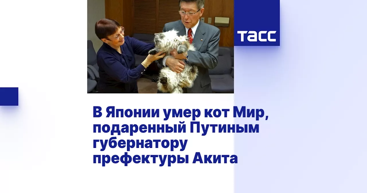В Японии умер кот Мир, подаренный Путиным губернатору префектуры Акита