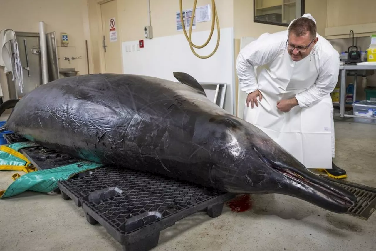 New Zealand scientists dissect world's rarest whale