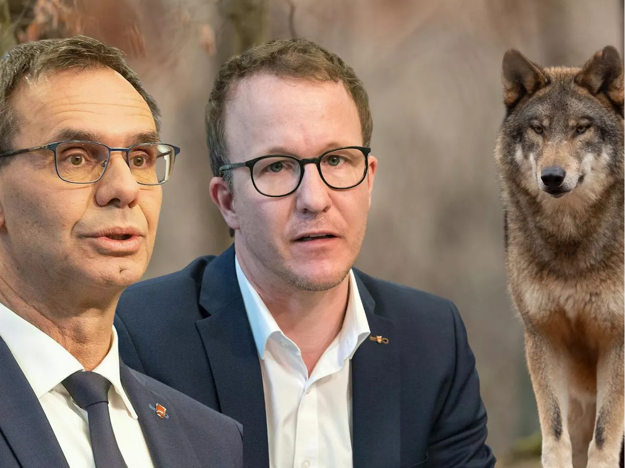 Wolf verliert Status: 'So wichtig für die Alpwirtschaft', sagen Wallner und Gantner