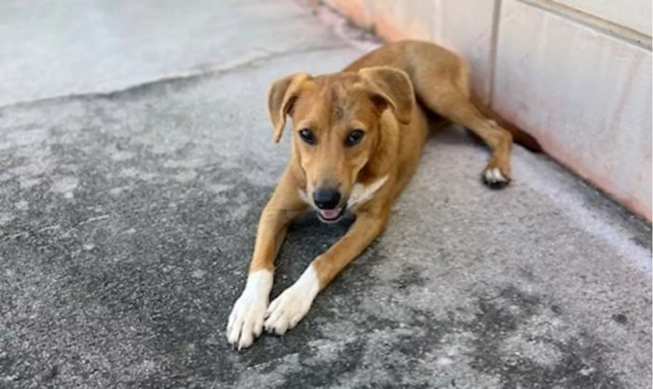 Saving Socks: One stray’s incredible journey to Georgia shines spotlight on Guam’s boonie dog crisis