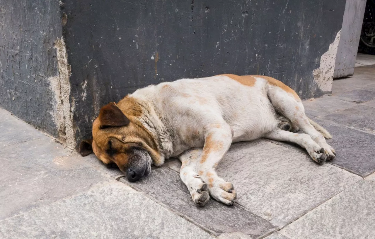 Adolescent arrêté pour diffusion d'images d'une cruauté envers un animal