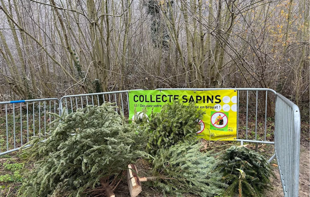 Quand Enlever le Sapin de Noêl ? Les Opinions Sont Divisées