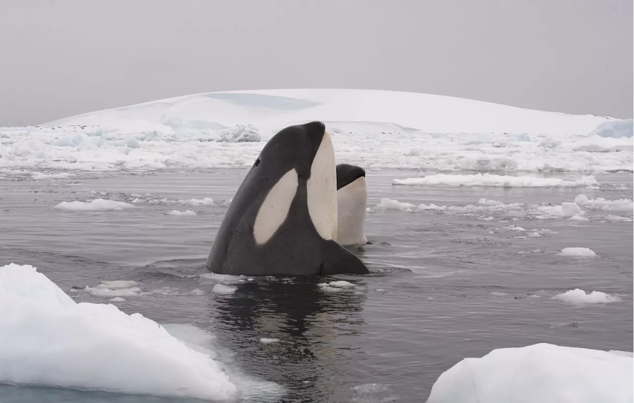 La faune du cercle arctique