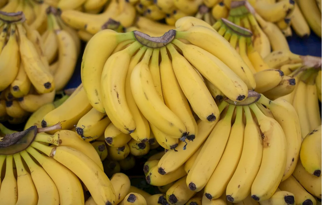 Portugal : Près de 3,5 tonnes de cocaïne saisies dans une cargaison de bananes