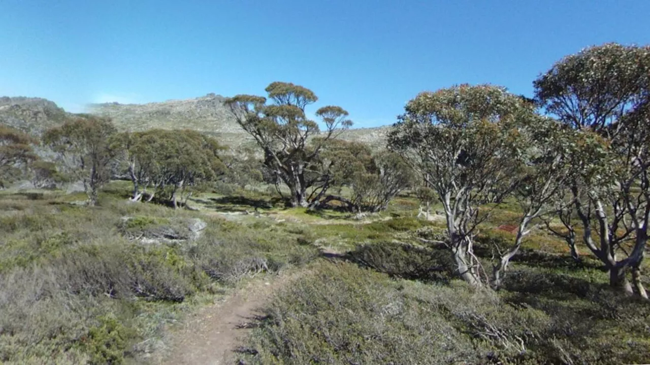 Search Resumes for Missing Bushwalker in NSW National Park