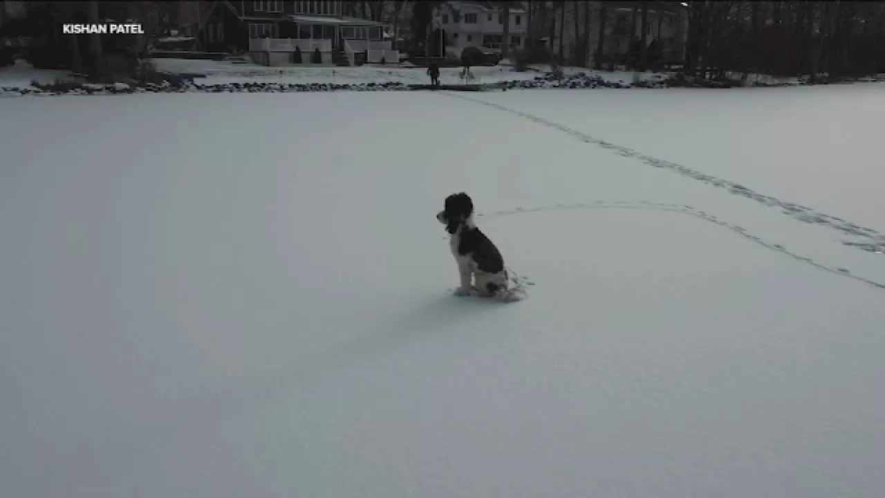 Lost Puppy Rescued From Frozen Lake on Christmas Eve