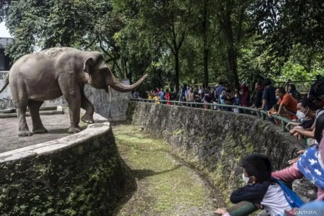 Ragunan Sediakan Mobil dan Sepeda Listrik untuk Pengunjung