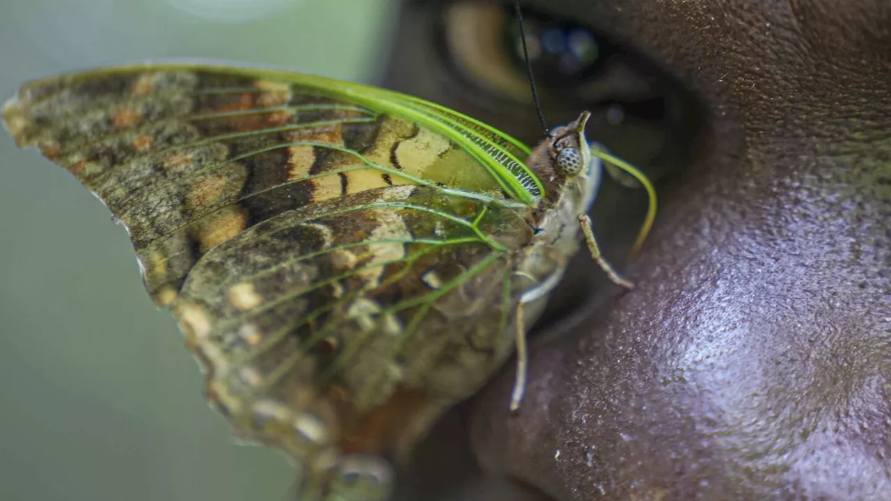 A butterfly collector in Africa with more than 4.2 million seeks to share them for the future