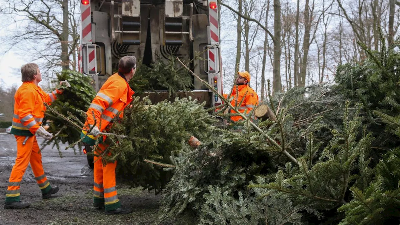 So entsorgen Sie Ihren Christbaum in und um Augsburg 2025