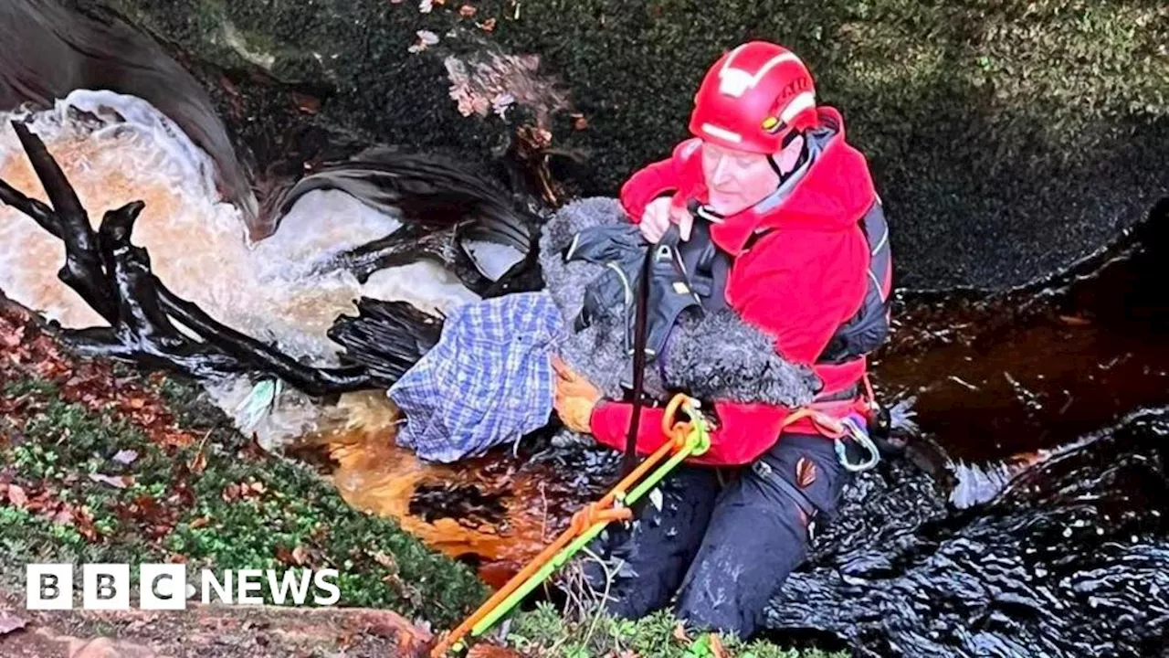 Dog Rescued From 'Outlander' Gorge