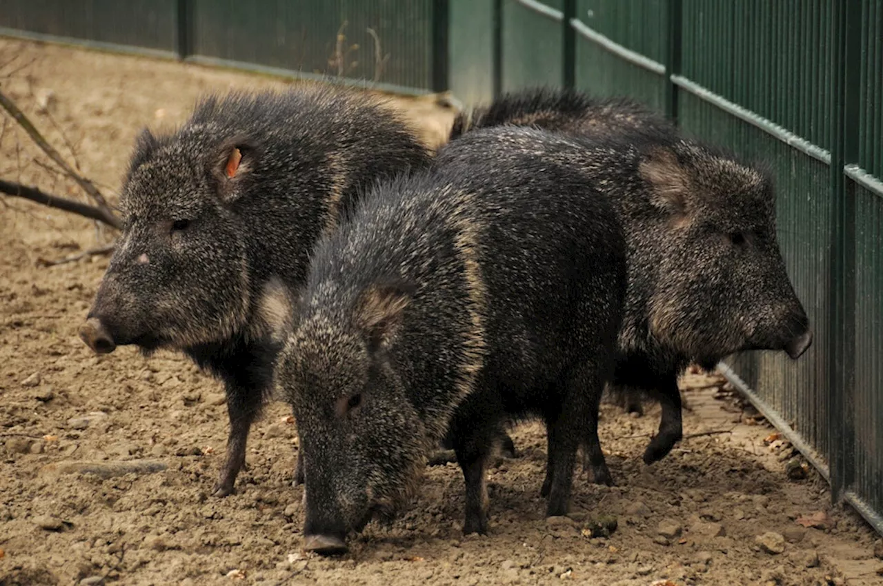 Tierwohl am Silvesterabend im Zoo