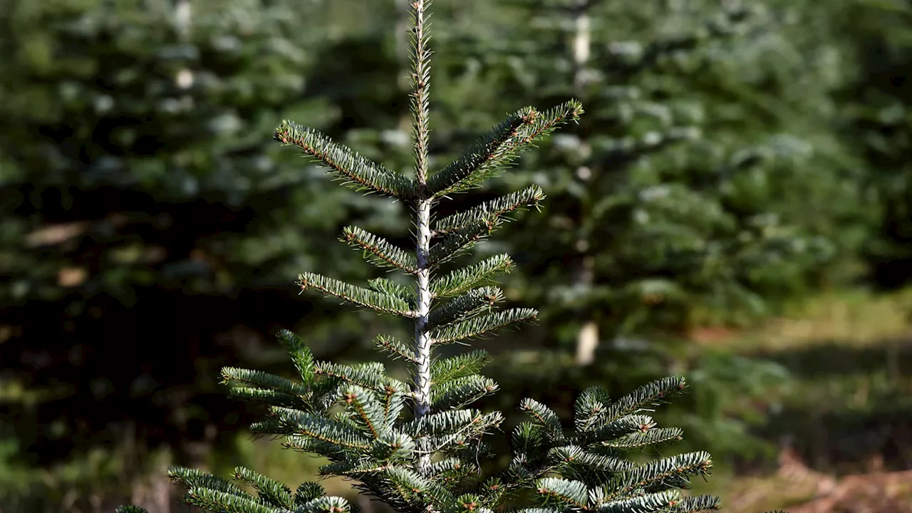 Débarrassez-vous de votre Sapin de Noël : l'opération de collecte est lancée à Marseille-Aix-Provence