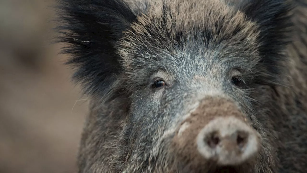 Warnung zu Silvester: Böller können Afrikanische Schweinepest verbreiten