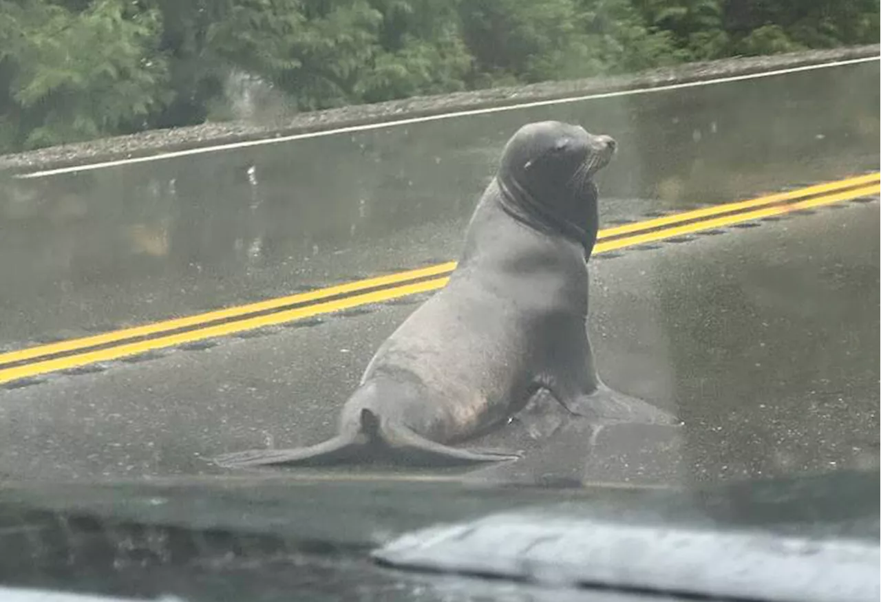 Sea Lion Causes Traffic Delays on Highway 4