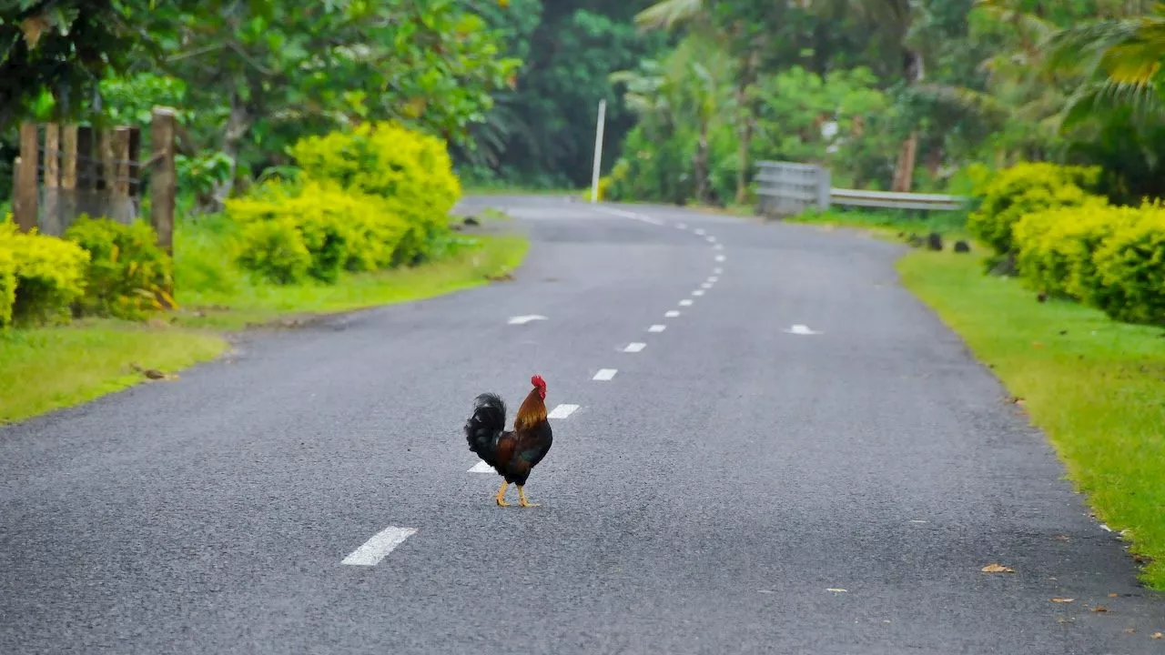 Around the World in 180 Driving Rules: From Zebras to No-Honking Zones