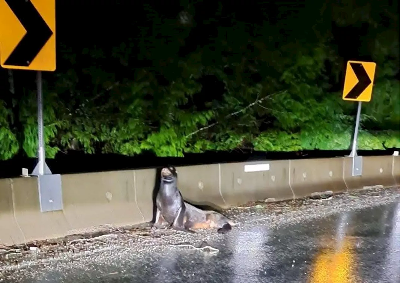 Sea Lion Causes Highway Shutdown in Tofino