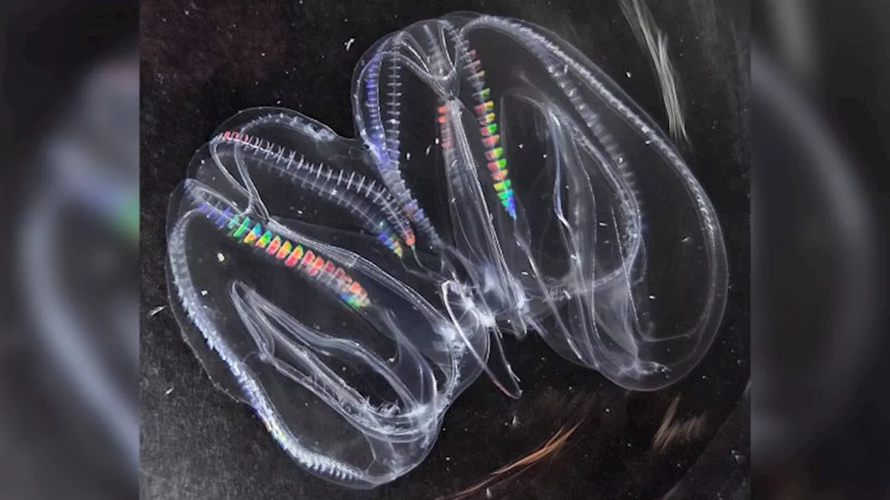 Comb Jellies Merge into Single Organisms