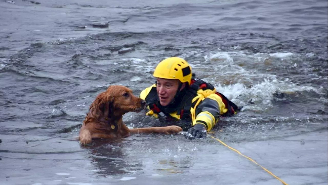 Golden Retriever Rescued from Ottawa River Ice