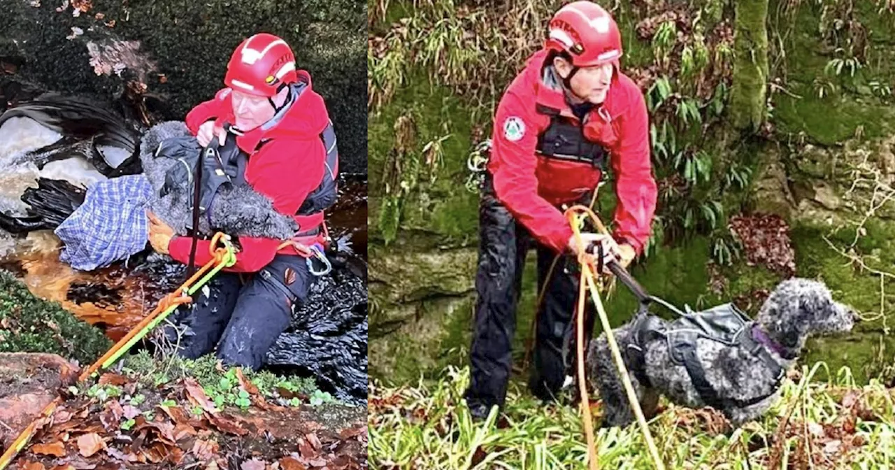 Dog Miraculously Escapes After 100-Foot Plunge at Outlander Beauty Spot