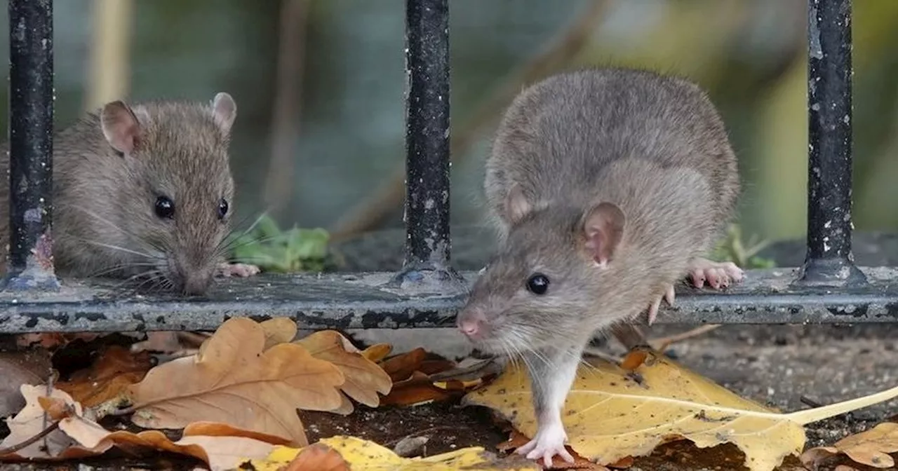 Glasgow Rat Attack Surge: Over 100 Hospitalized