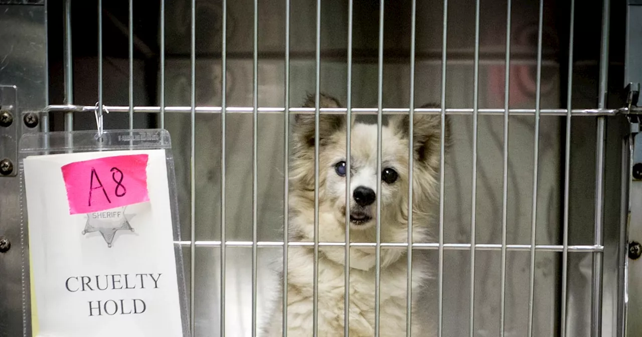 Puppy mills are target of bill headed to Texas Legislature in January