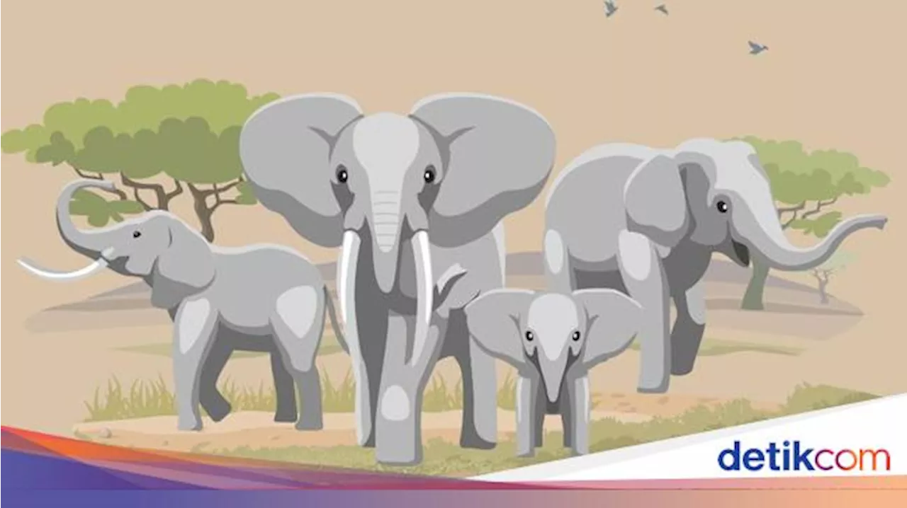 Tragis Lansia Tewas Diserang Gajah, Tubuh Hancur Terpisah-pisah