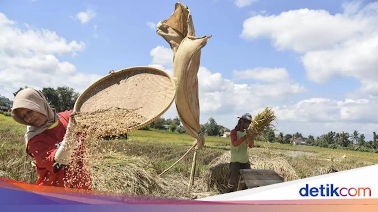 Harga Gabah dan Jagung Naik, Pemerintah Siap Tampung Seluruh Produksi Petani