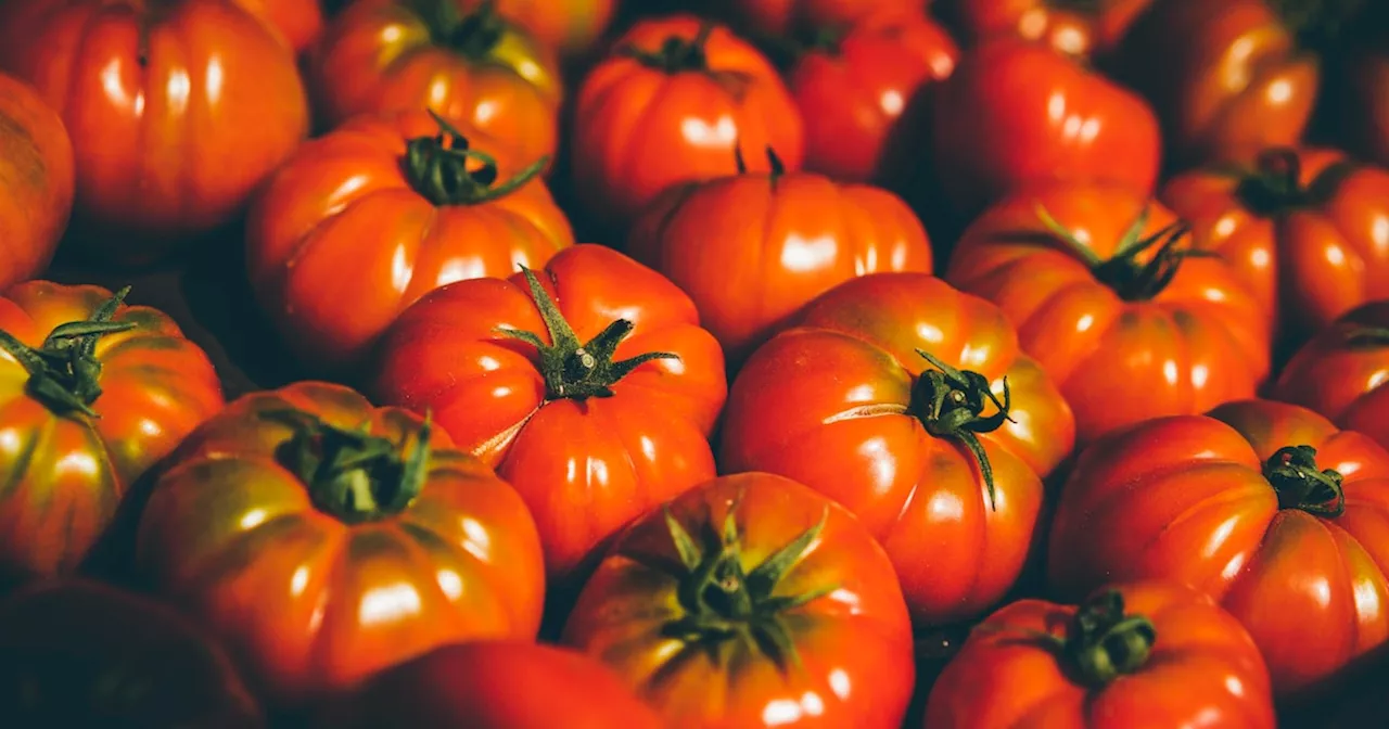 Tomaten: Gesund und Mehr