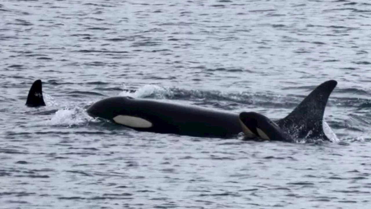 World-Famous Orca 'Tahlequah' Welcomes New Calf, Offering Hope After Past Tragedy