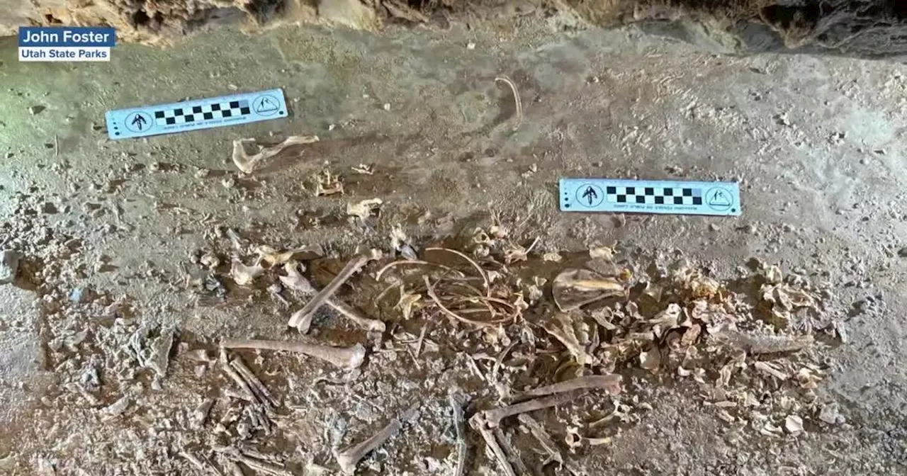 Nearly Complete Ice Age Fox Skeleton Found in Utah Cave