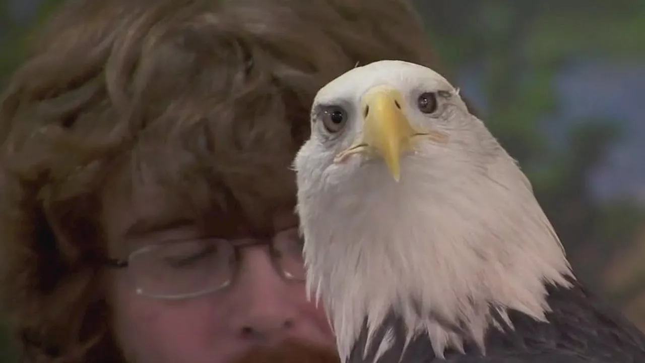 Minnesota Man's Eagle Obsession Leads to Bald Eagle Becoming National Bird