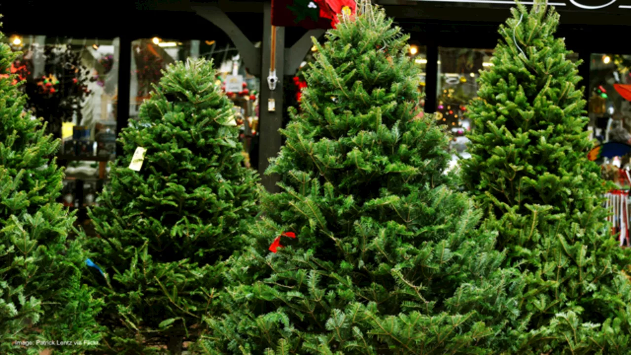 Chicago Offers Christmas Tree and Light Recycling Programs