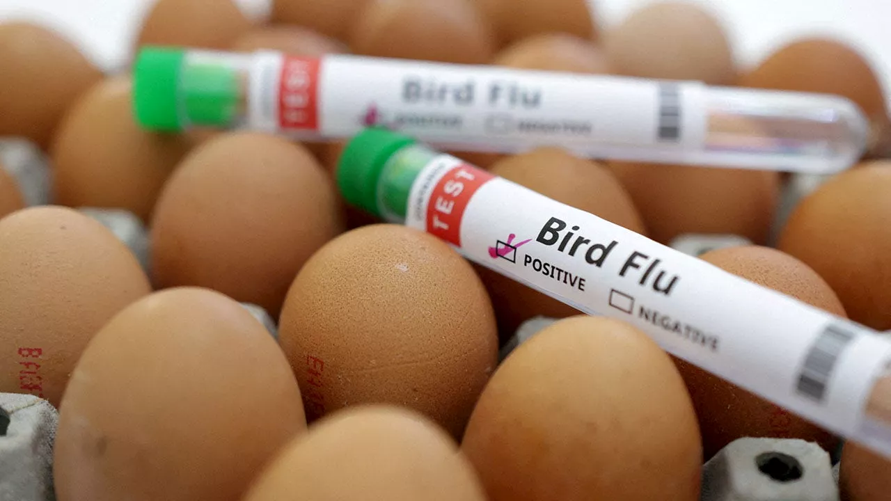 US Egg Production Drops 4% Amid Rising Prices and Bird Flu