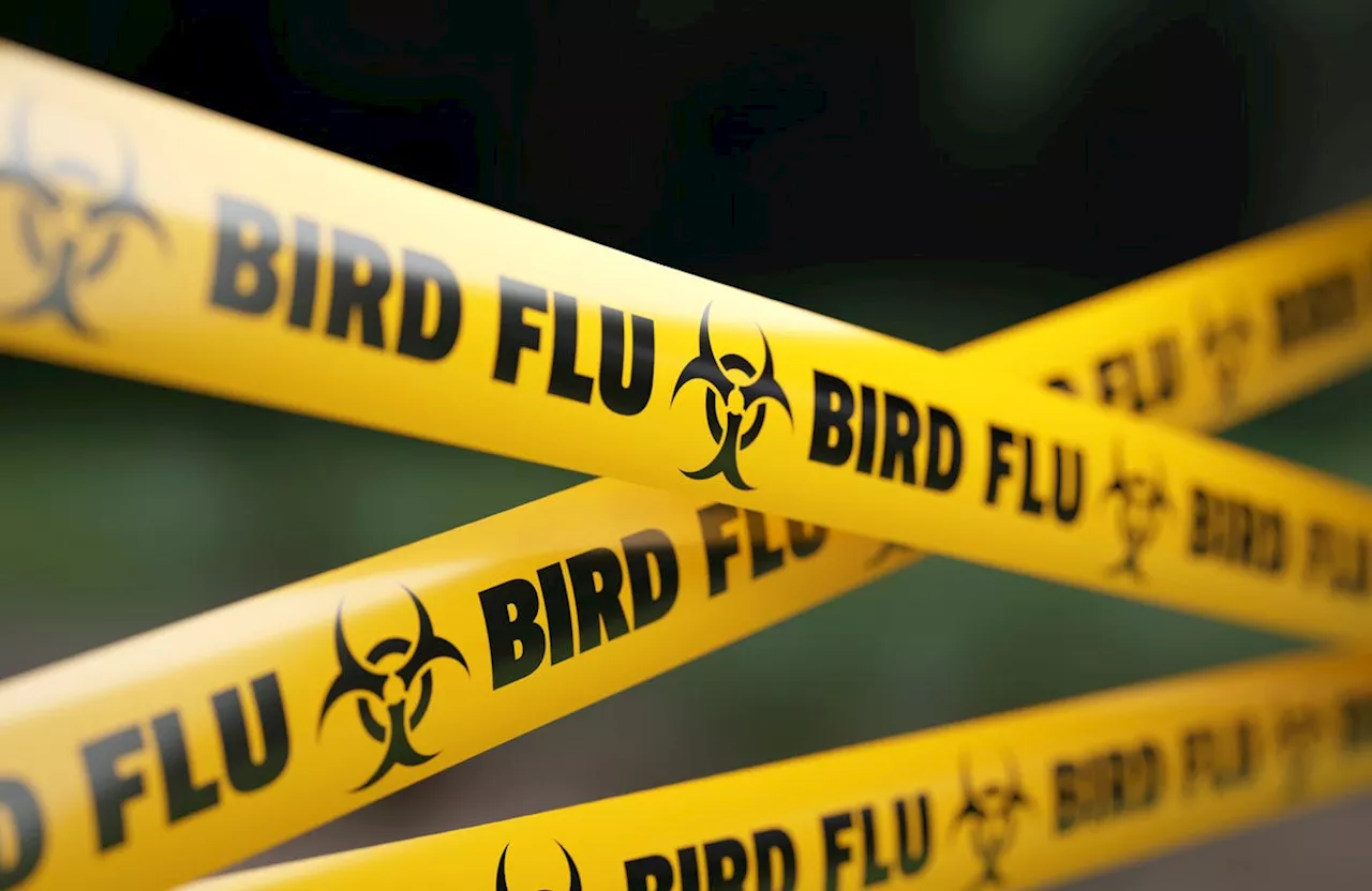 Bird Flu Outbreak Spreads to Two More Michigan Counties