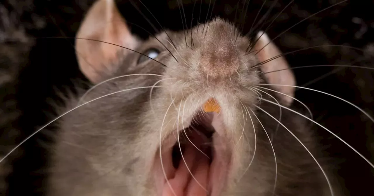 Aggressive Rat Attacks Surge in Glasgow, Sending Over 100 to Hospitals