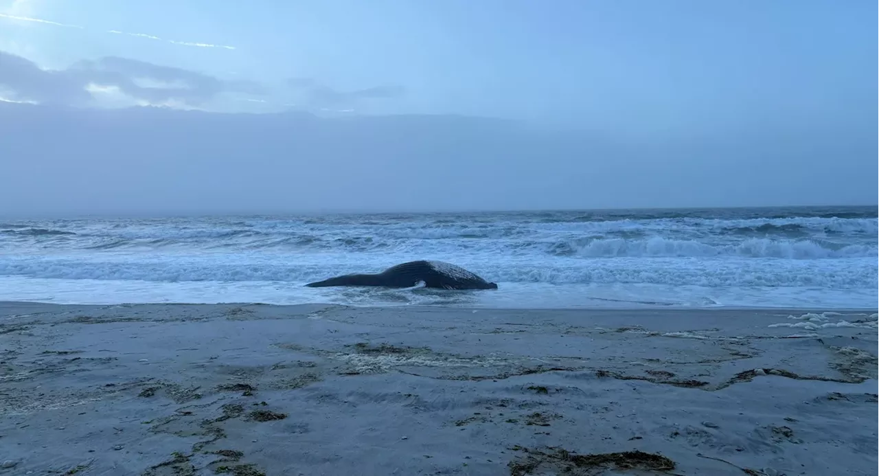 Humpback Whale Found Stranded in Long Beach, Following Another Minke Whale Beaching