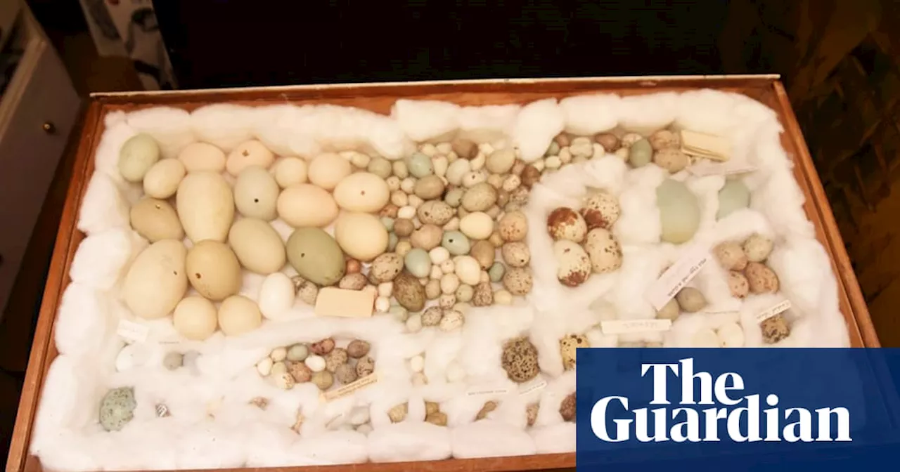 6,000 Bird Eggs Seized in Largest UK Wildlife Crime Bust