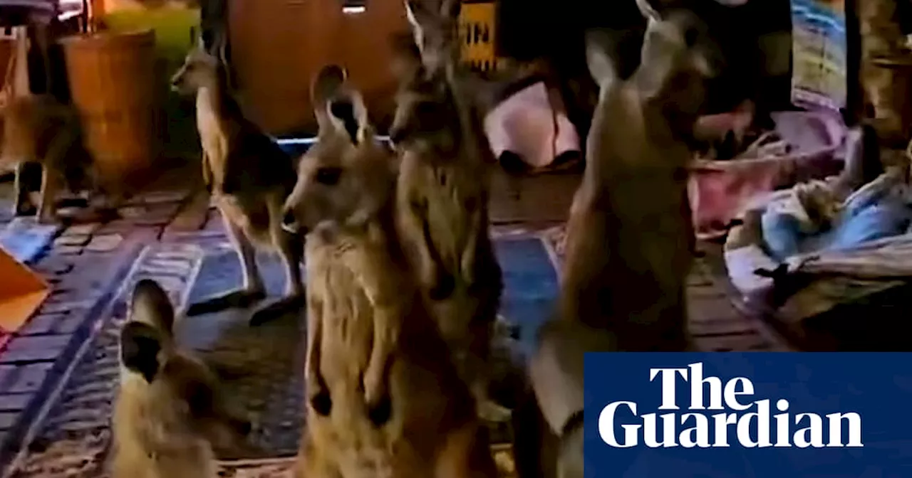 Kangaroos Seek Shelter as Grampians Fires Approach